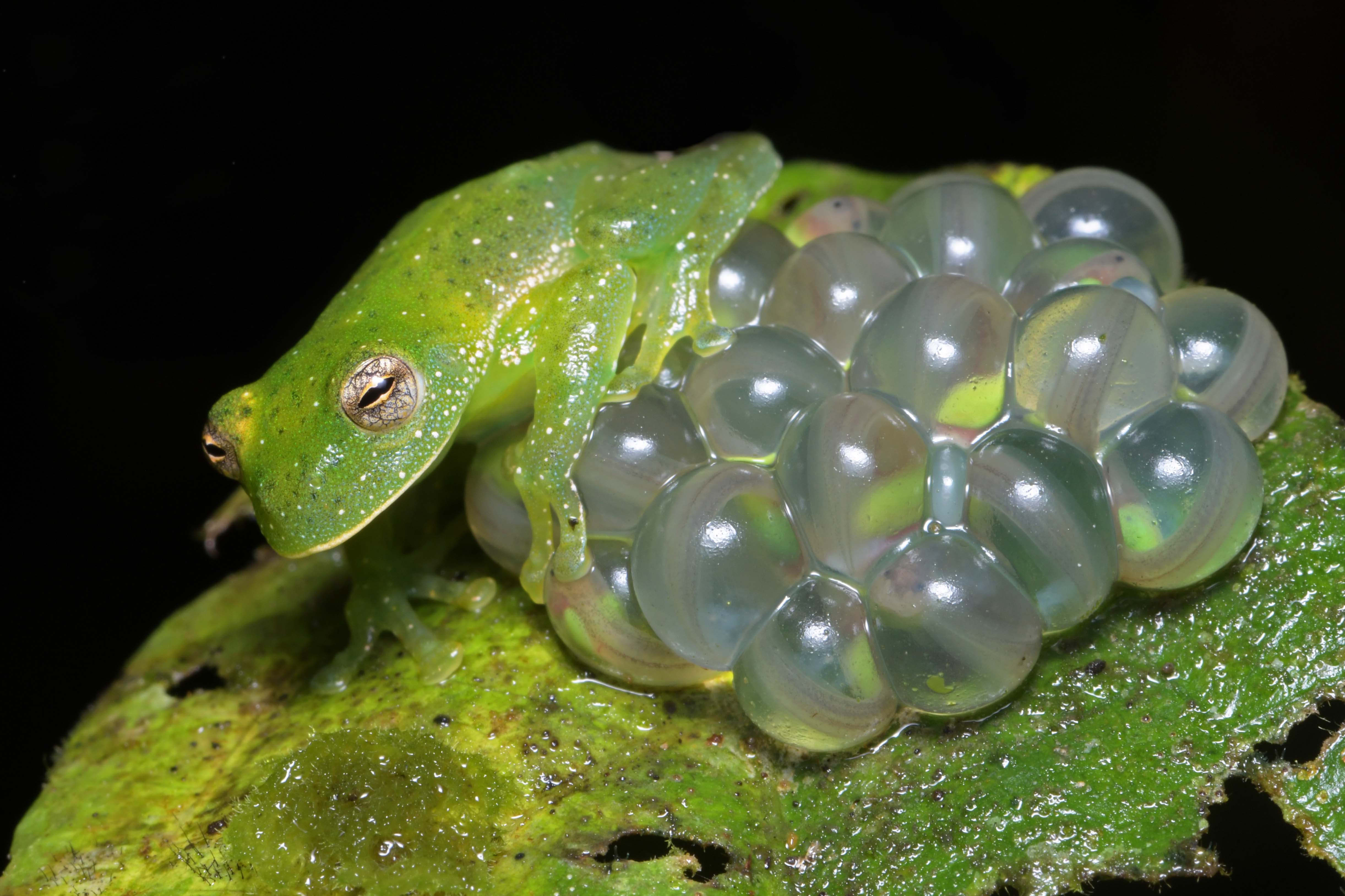 Centrolene savagei con huevos .jpg